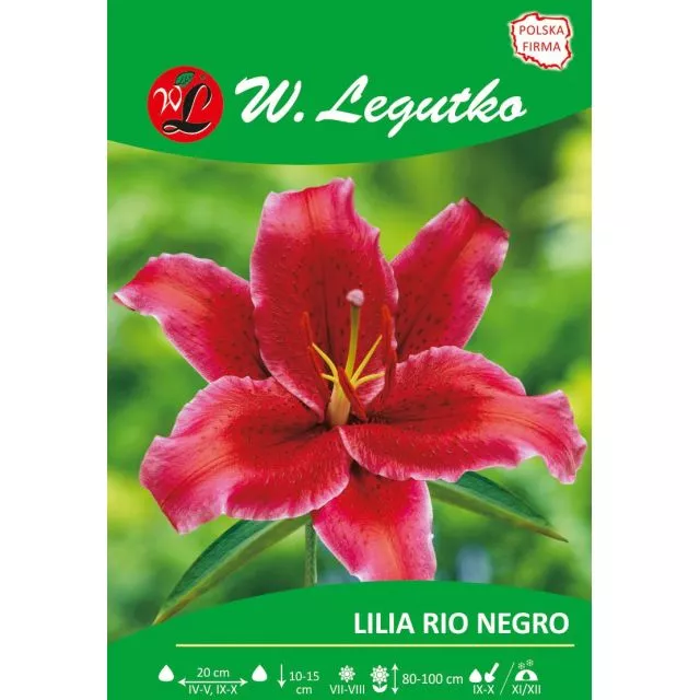 LEGUTKO CEBULKI KWIATOWE LILIA PURPUROWA RIO NEGRO 1SZT