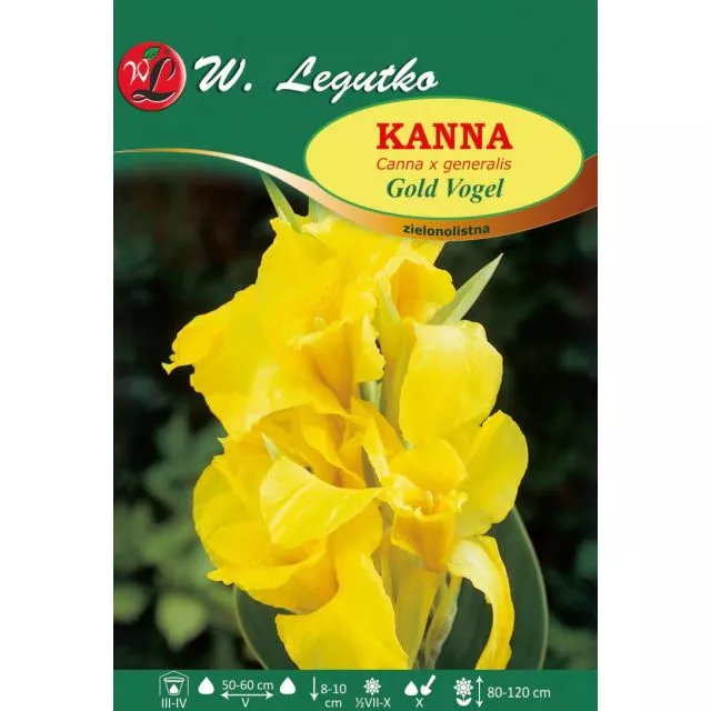 LEGUTKO CEBULKI KWIATOWE KANNA GOLD VOGEL ŻÓŁTA 1SZT